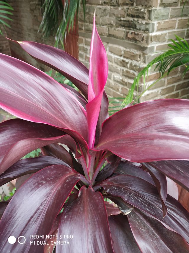 nice flower