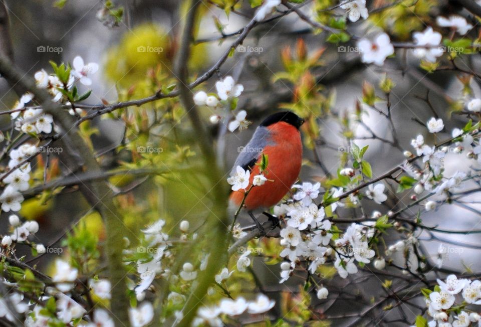 Flower, Nature, No Person, Tree, Outdoors