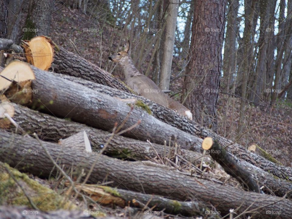 when I pass the gate to nature