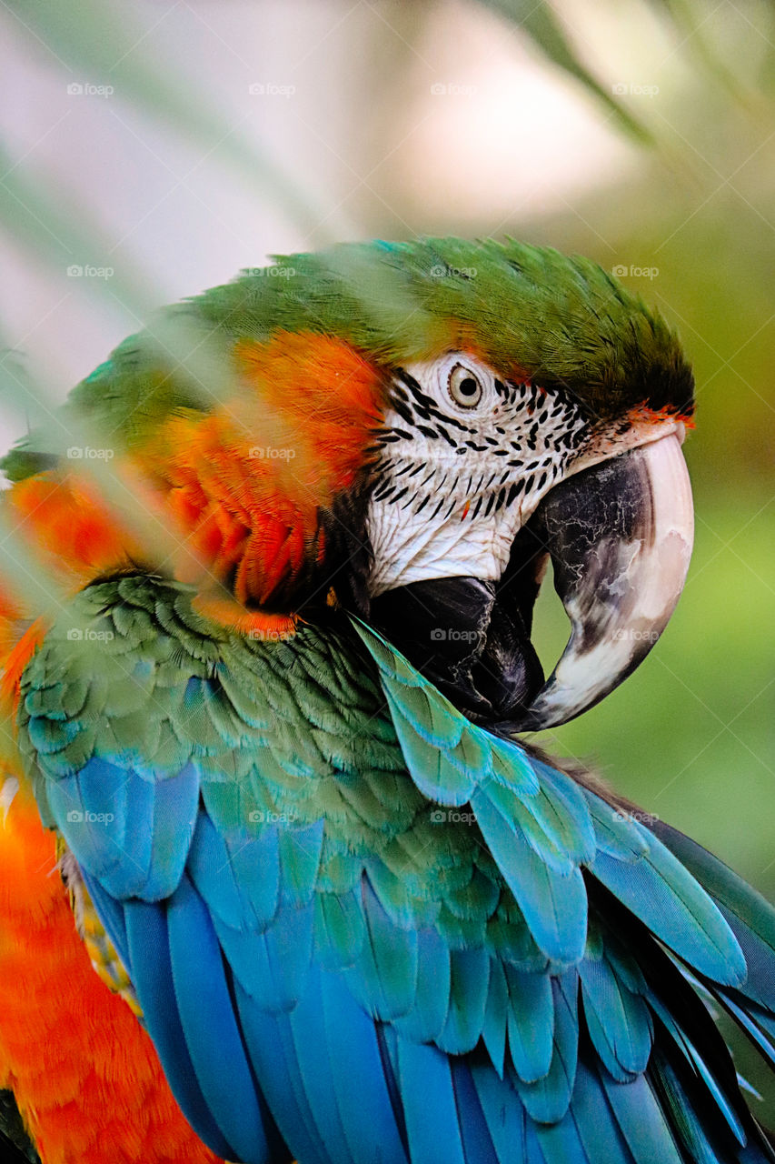 Colorful Macaw