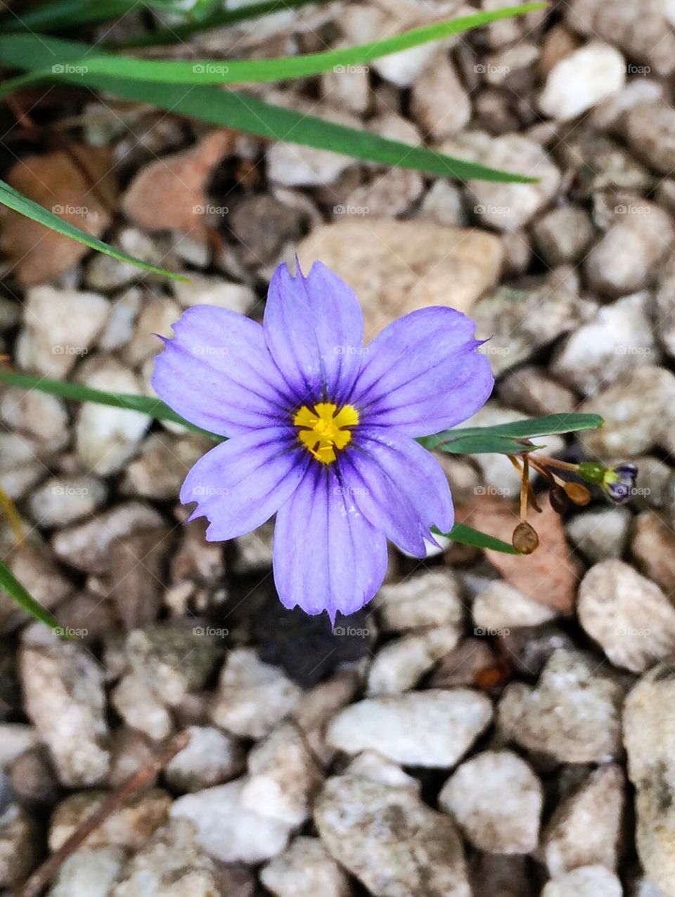 Solo purple flower