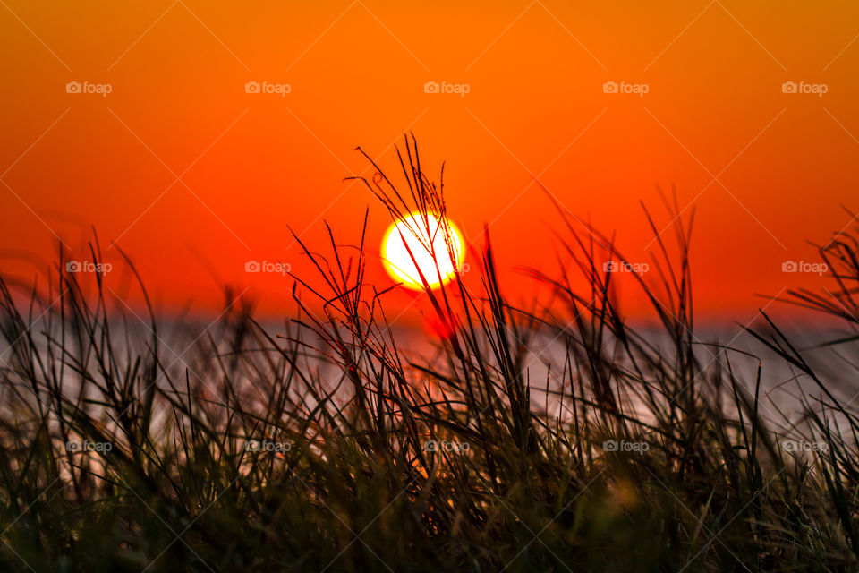 Sunset through the reeds 