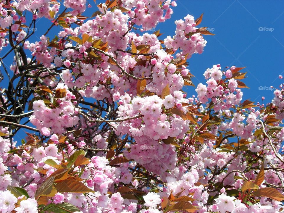 Low angle view of cherry blossom
