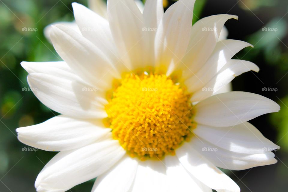 Sunlight on white flower
