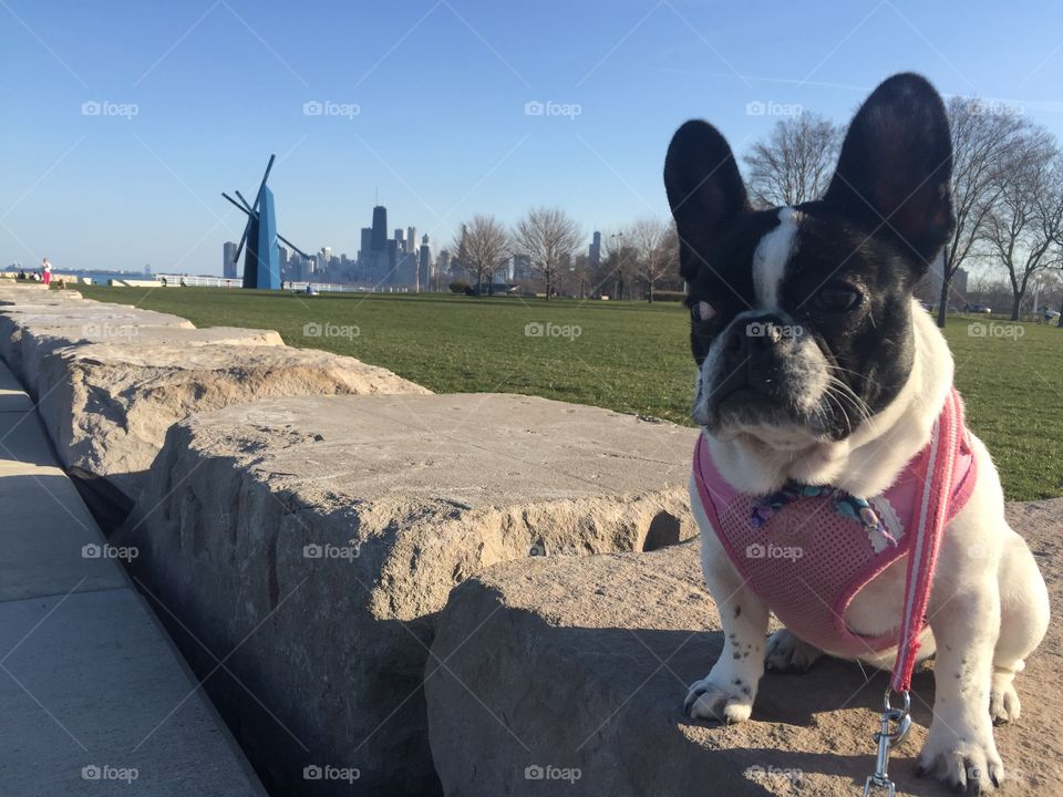 A Frenchie in Chicago
