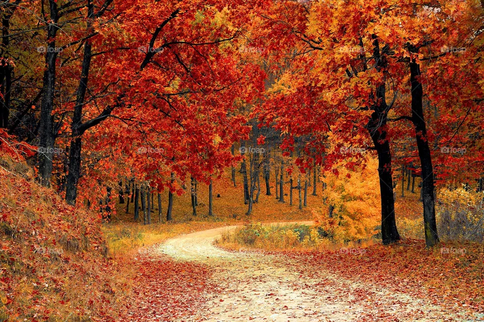 Beautiful maple forest natural landscape