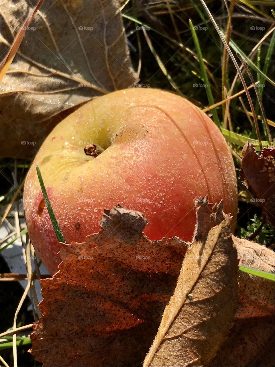 Apple in frost