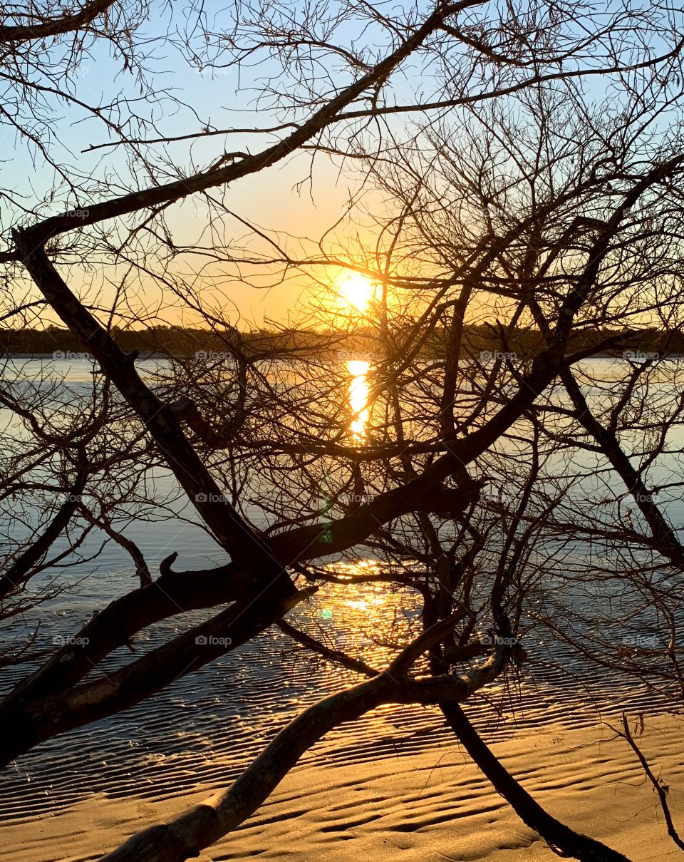 Sunset as seen through curtain of branches 