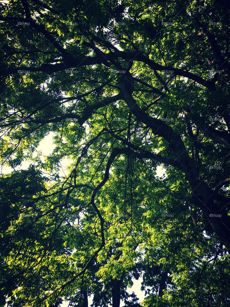 Sun shining through the trees