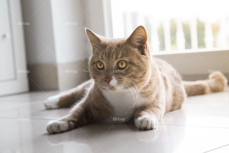 Ginger cat portrait at home