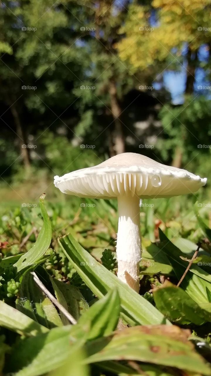 Sunny autumn day is perfect for mushroom hunting! Funny little mushrooms are hiding in the grass.