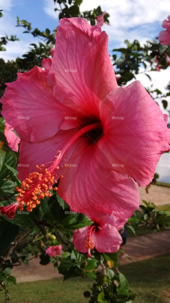 Hibiscos - beleza gratuita da natureza.