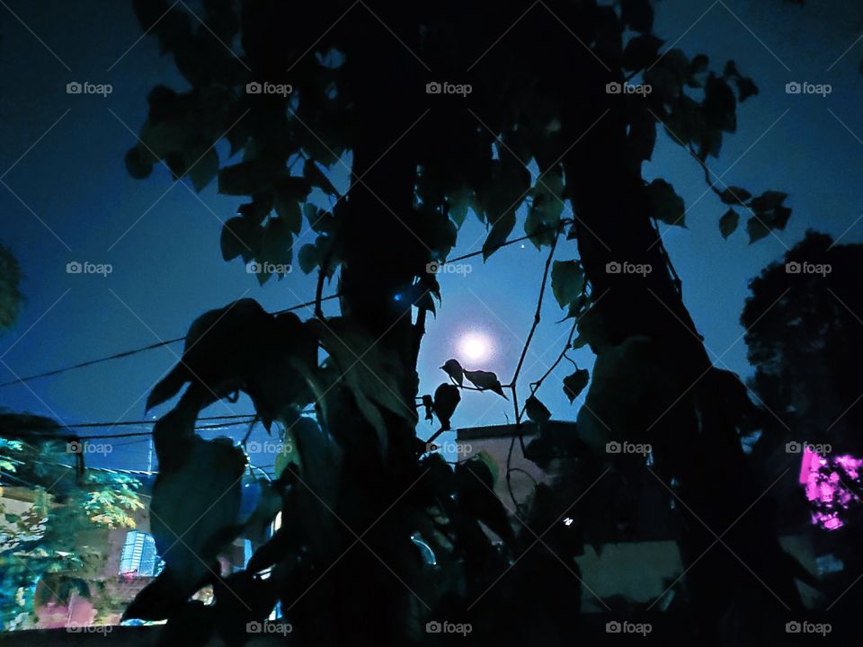 beautiful night sky with fool moon