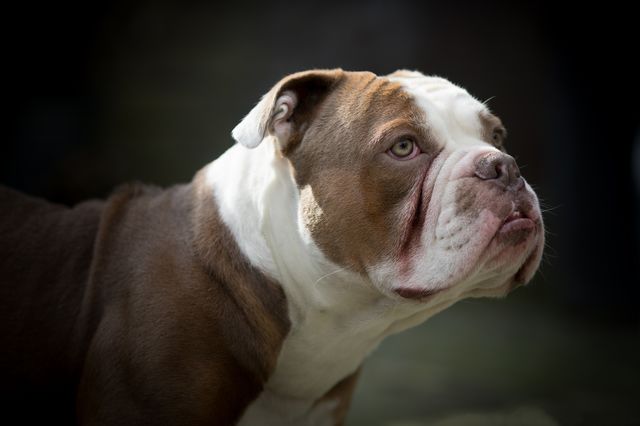 Bulldogs