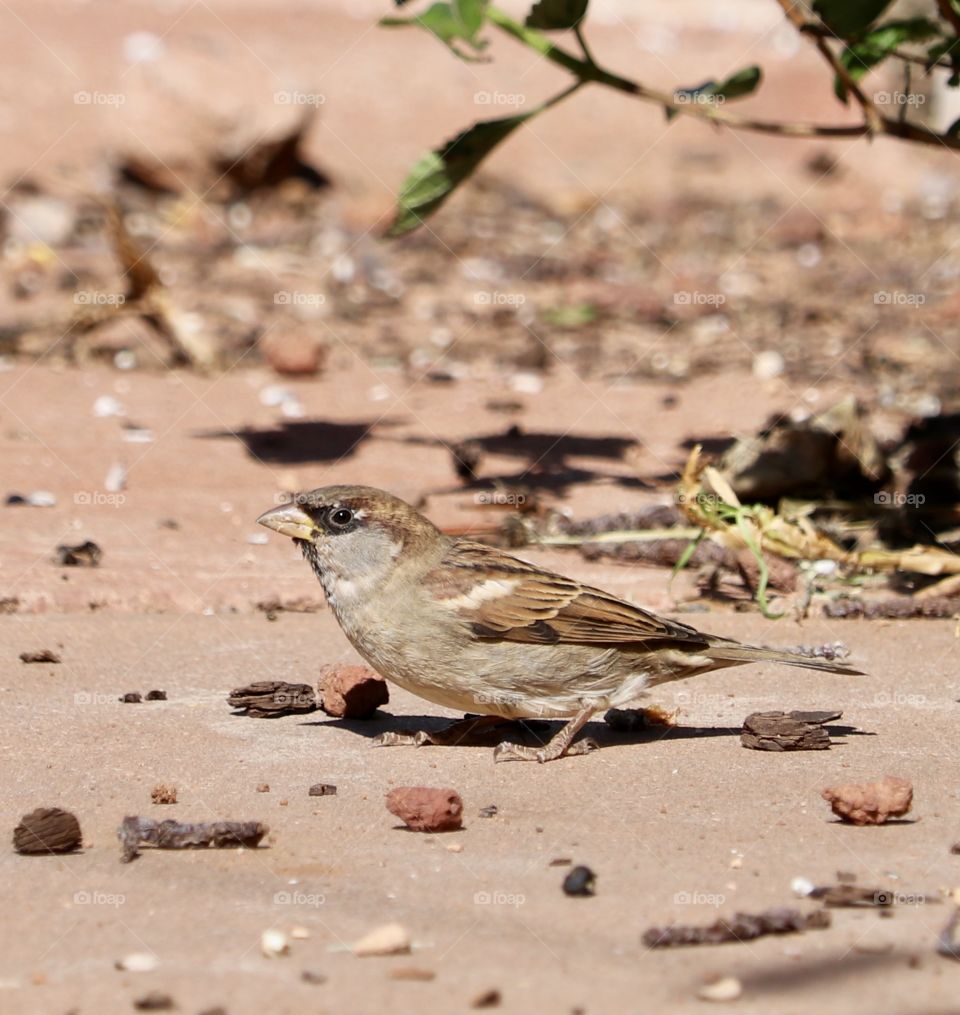 Closeup single Sparrow bird foraging on the ground 