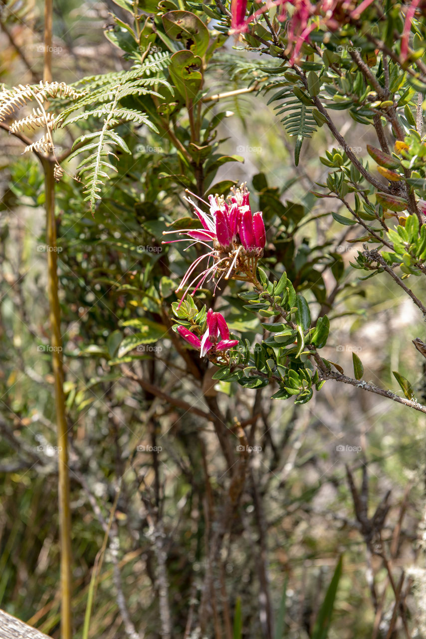 Flowers in the forest