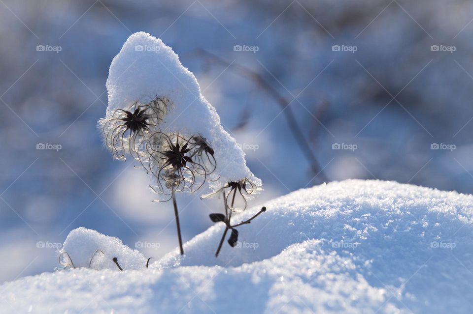 Clematis in the snow