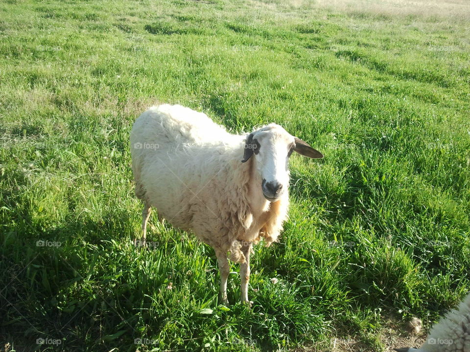 Sheep from León (Spain). Summer 
