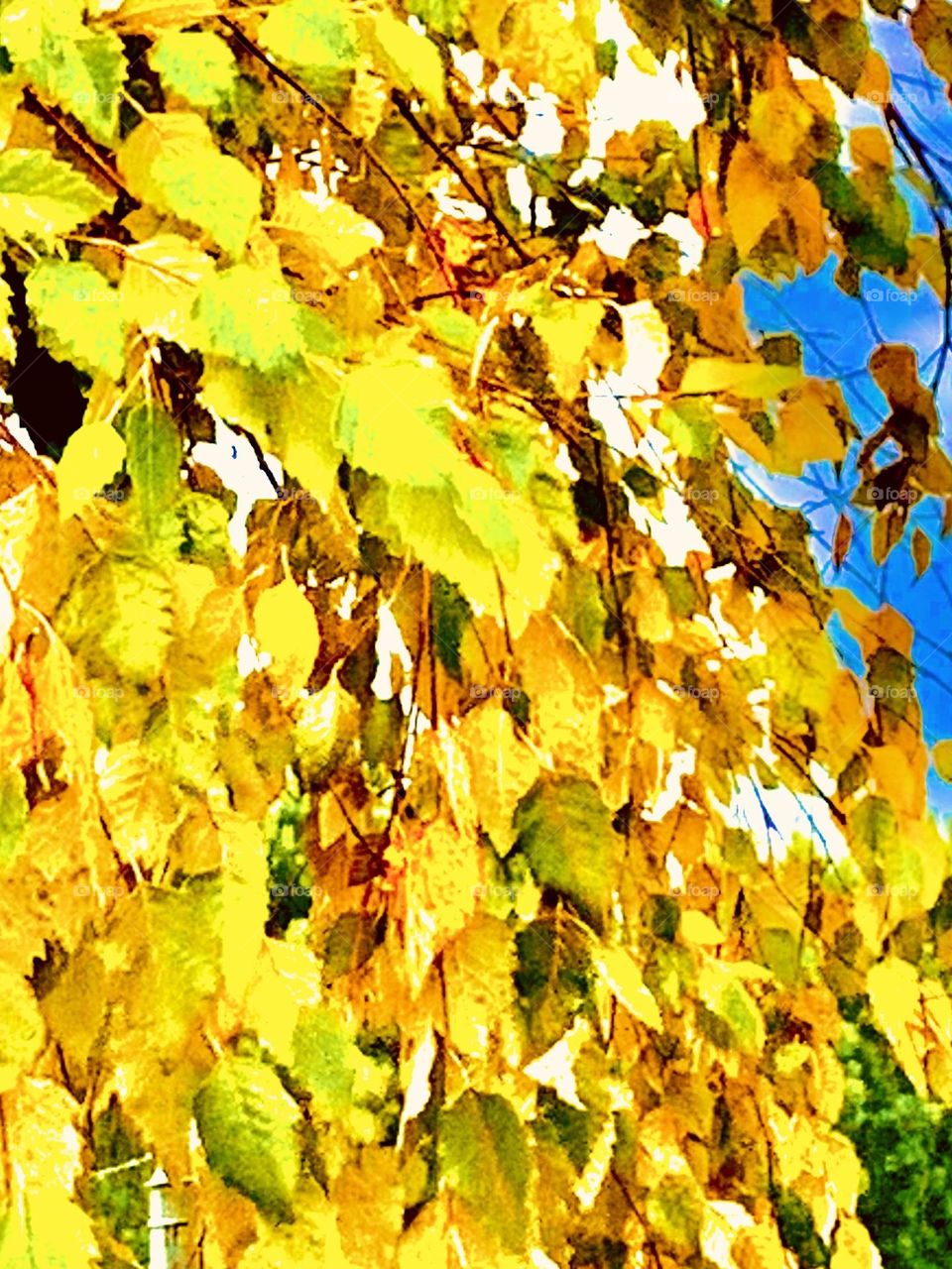 Yellow leaves 