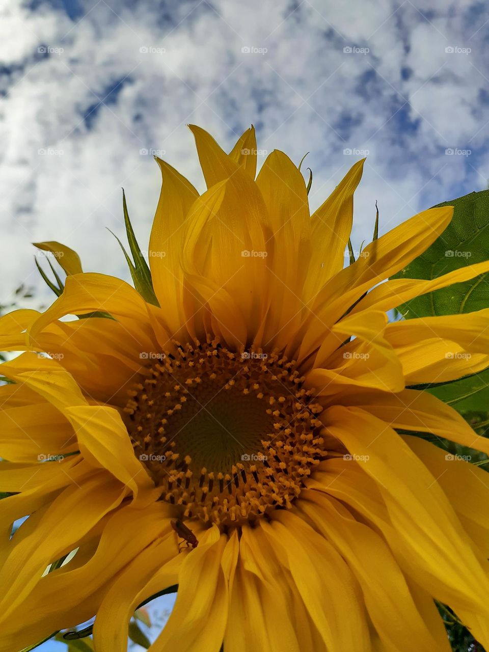 Ukrainian sunflower flower
