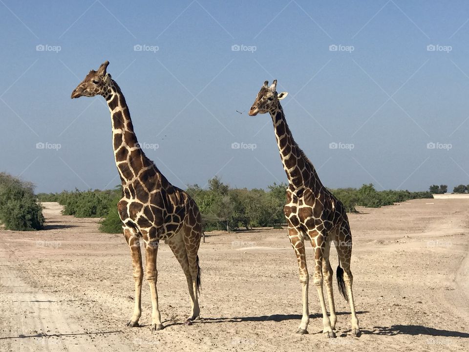 Giraffes 
