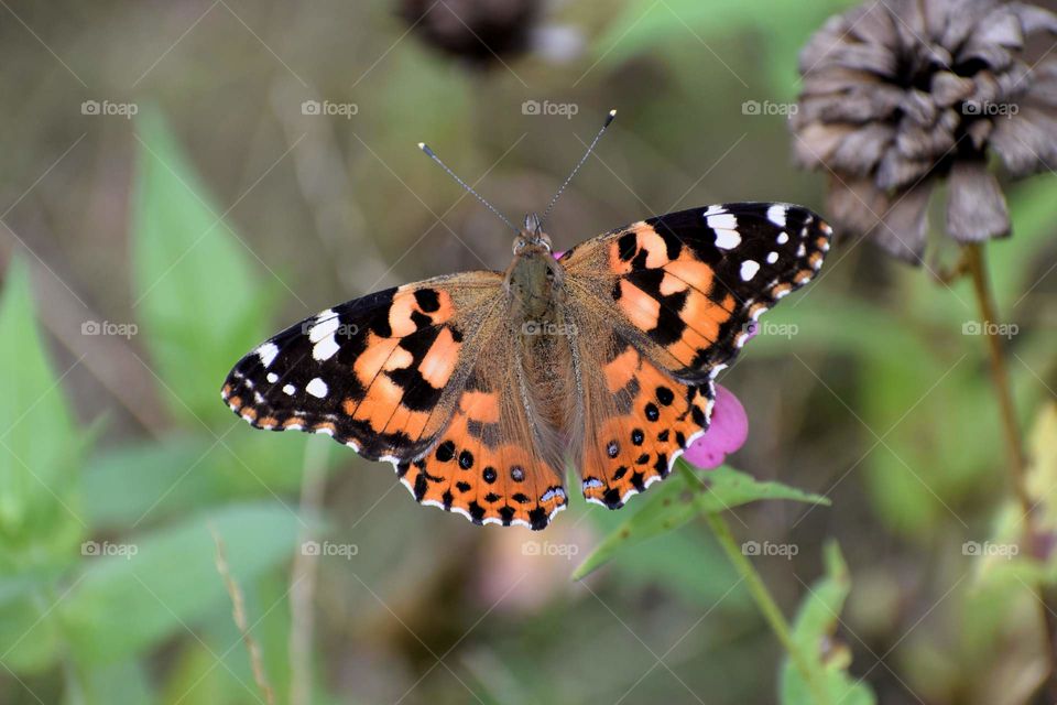 Butterfly  Painted Lady