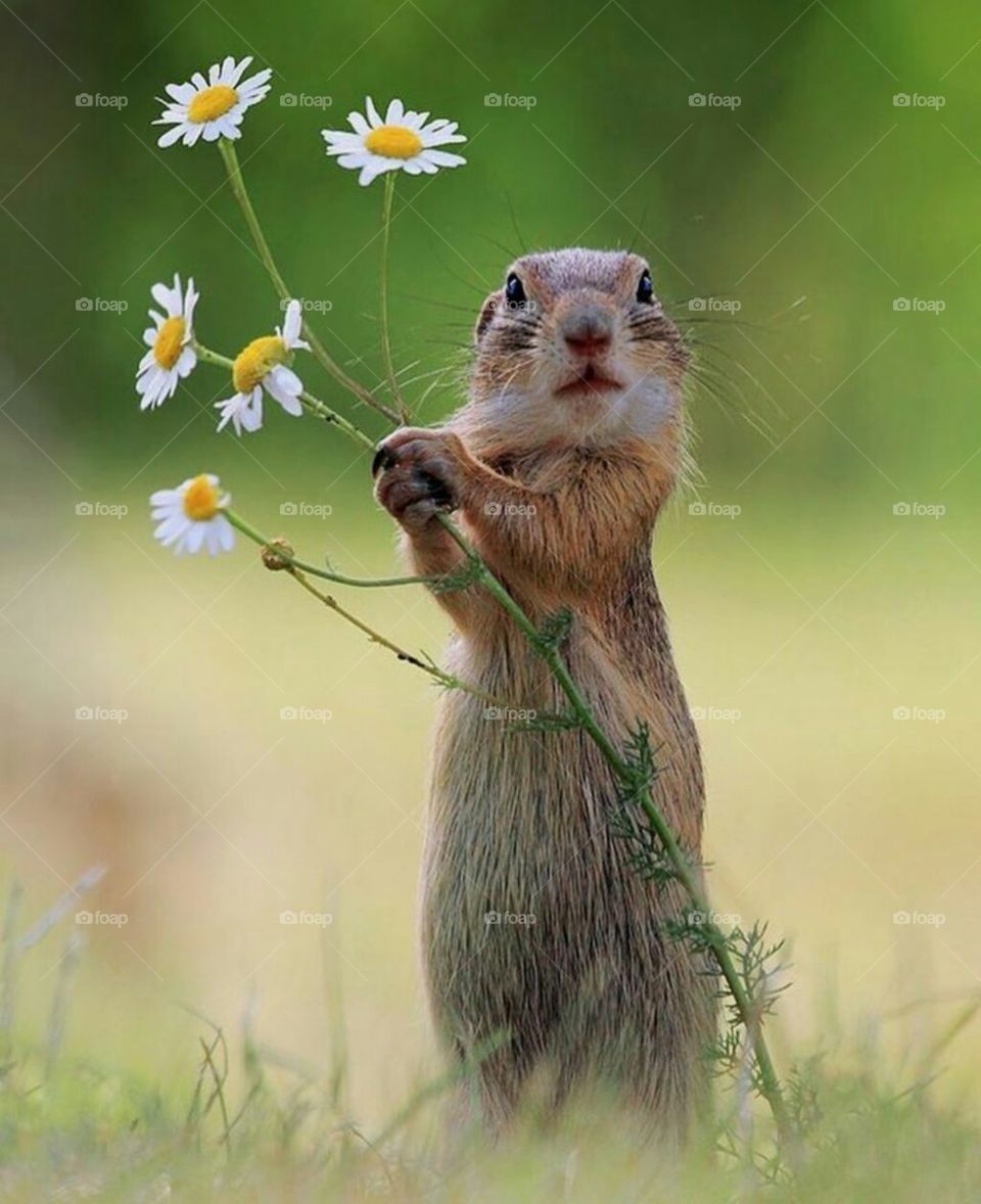 Nature, Animal, Wildlife, Rodent, Cute