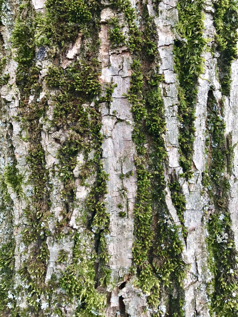 Tree bark