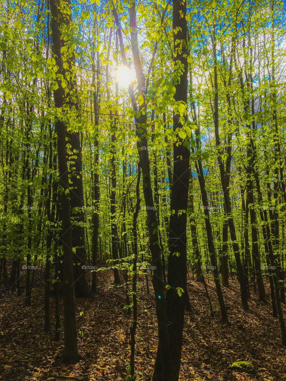 Spring Beech wood