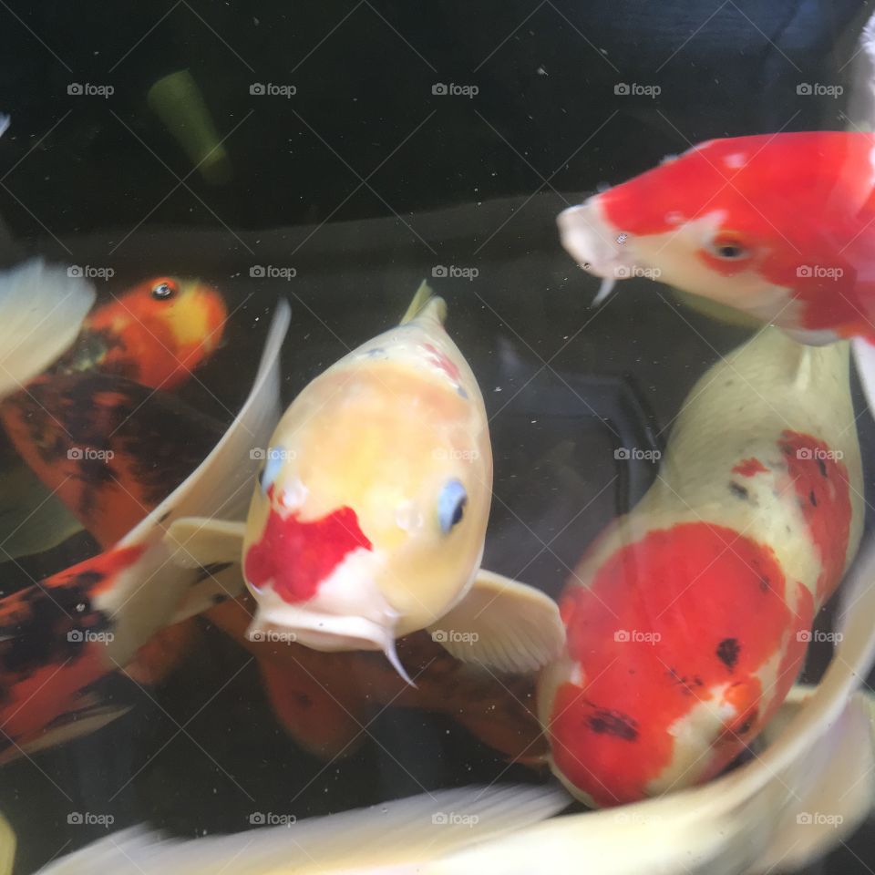 Koi fish 