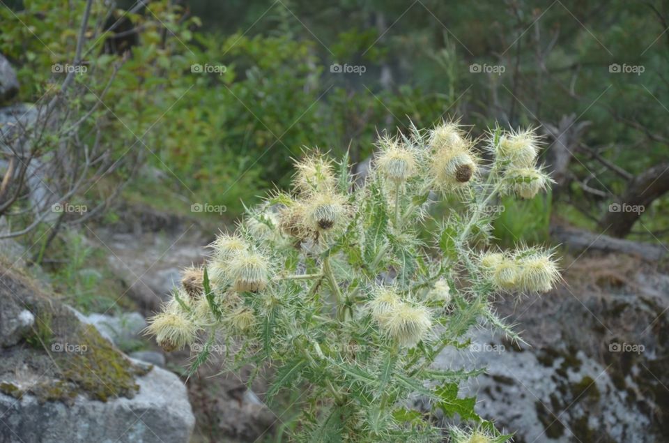 Nature, Flora, Summer, Flower, Outdoors