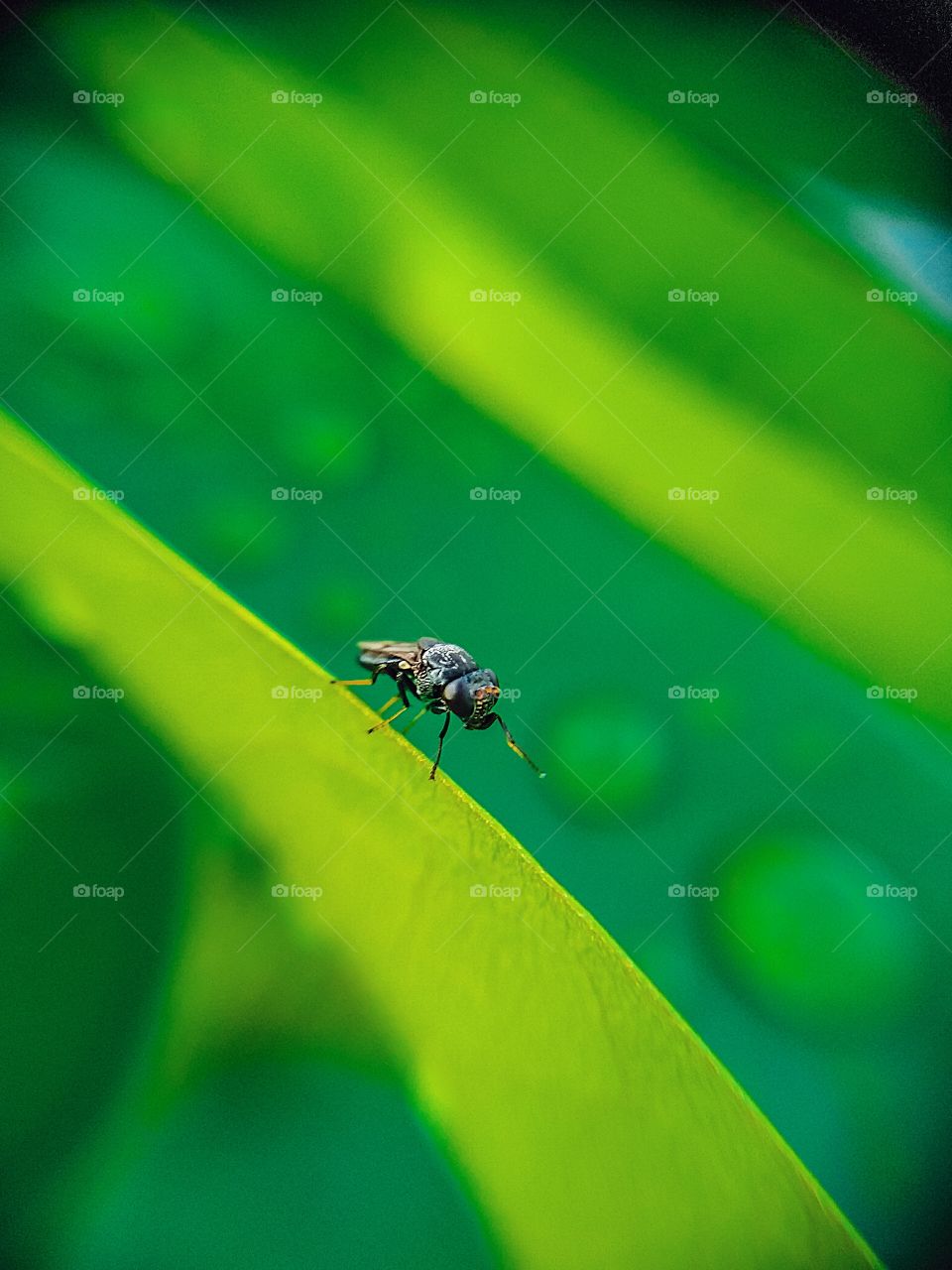 "MOBILE PHOTOGRAPHY"