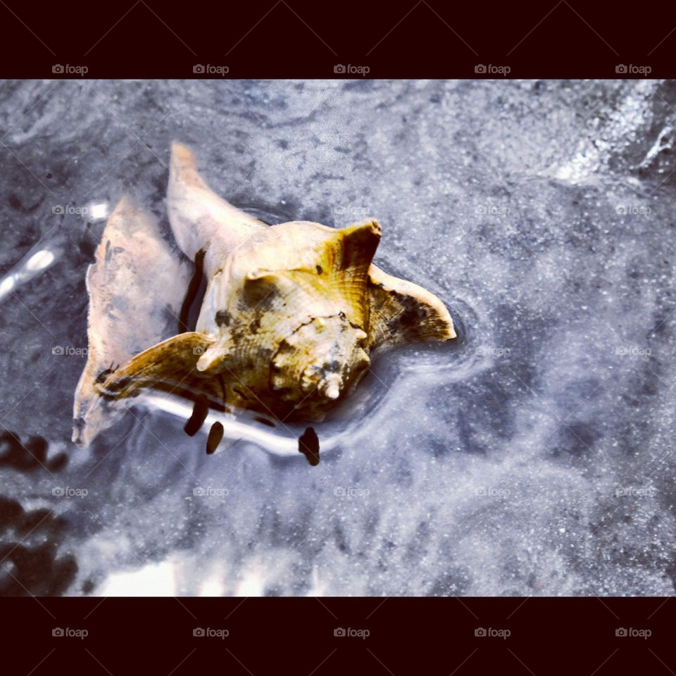 beach water shell by TaylorSpeg