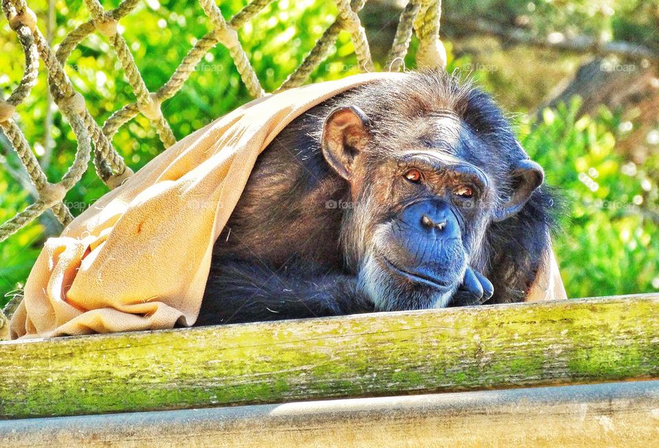 Chimpanzee in captivity