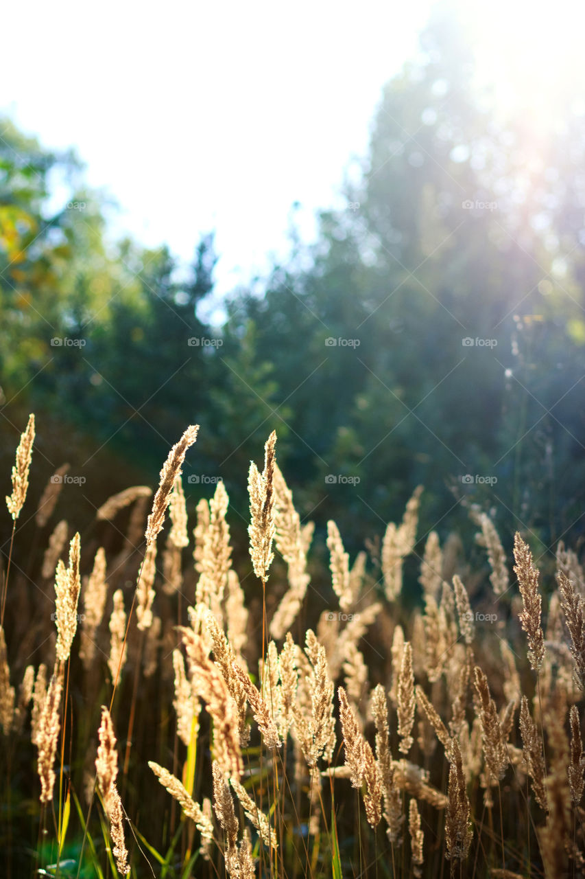 Sunrays in the grass