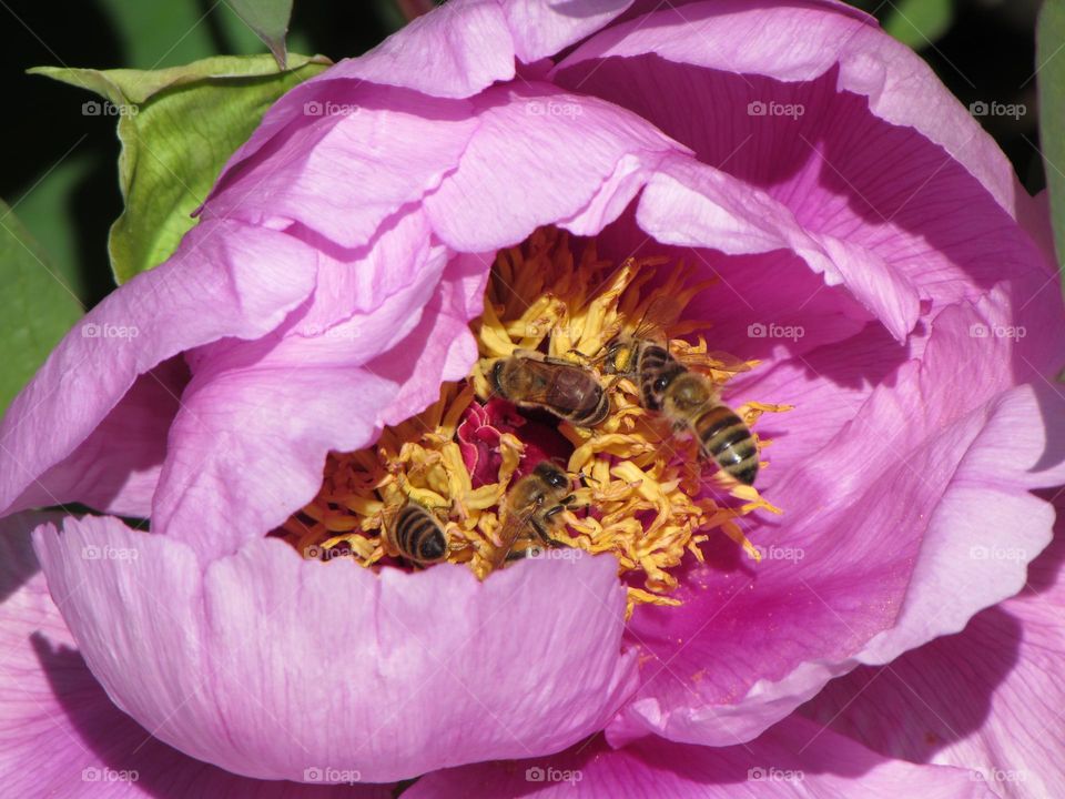 Bees on a pink peony