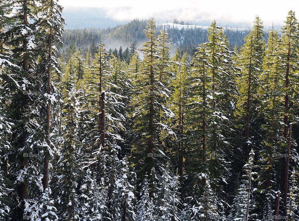 Snow covered green fir trees with hills and fog in the background in the Willamette National Forest in Western Oregon on a winter day. 