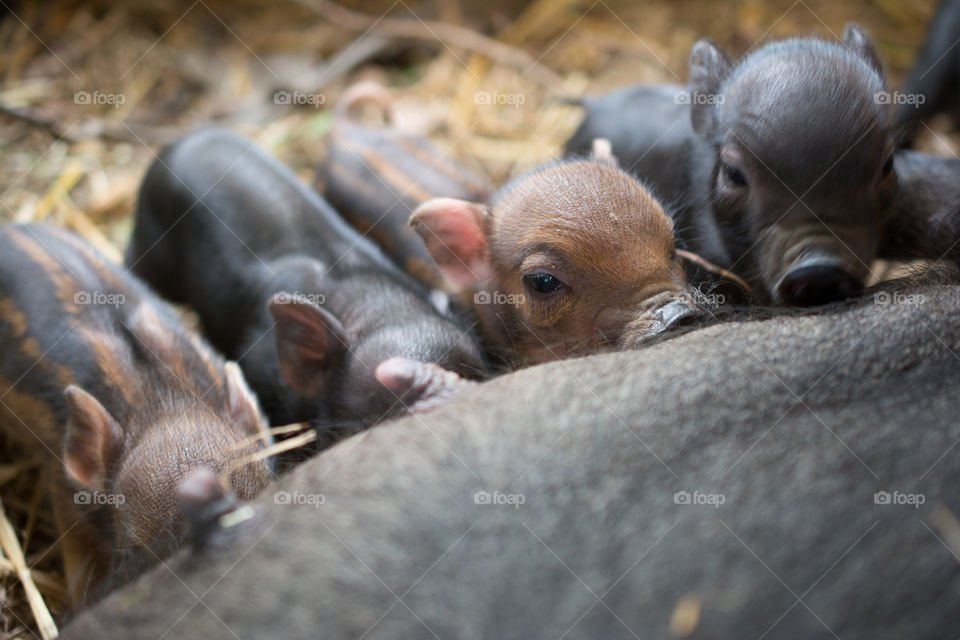 Pig feeding piglets in pen