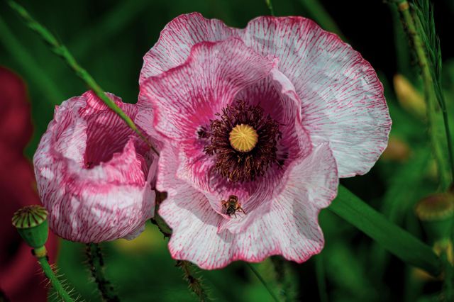 Pink poppies