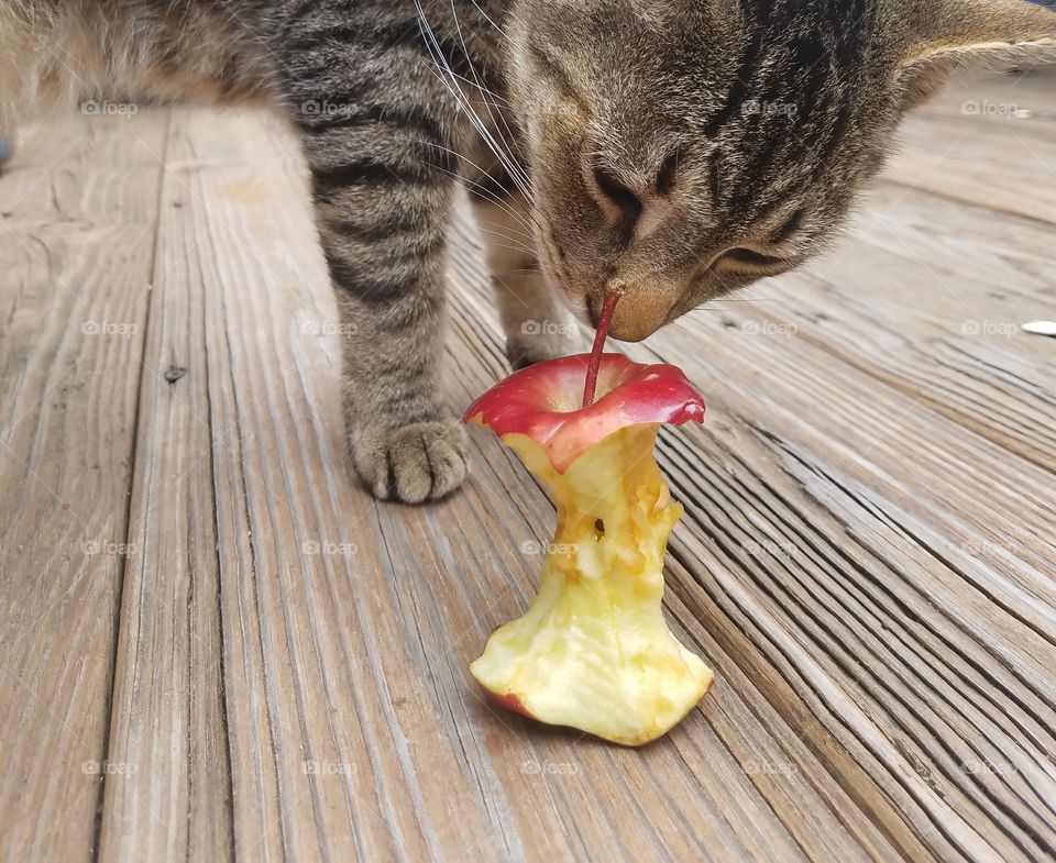 Apple kat