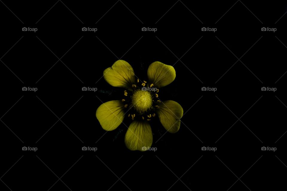 yellow flower reaching out from the black abyss to soak up the sum