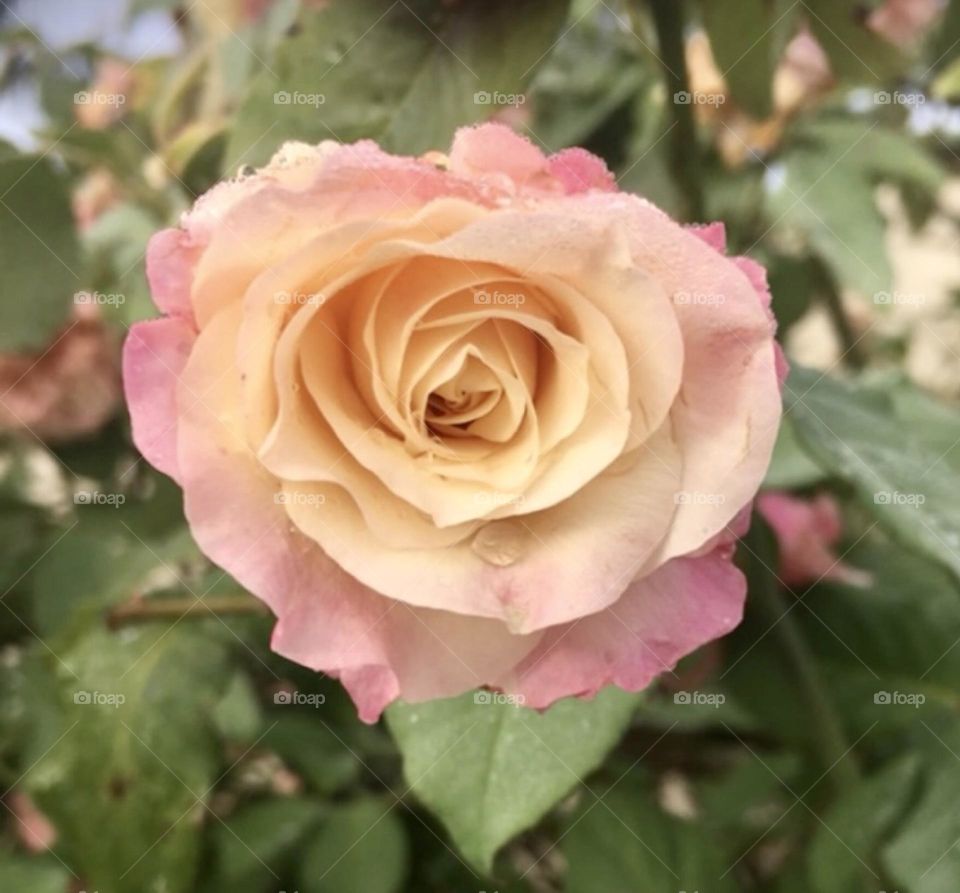 🌹 🇺🇸 Very beautiful flowers to brighten our day.  Live nature and its beauty. Did you like the delicate petals? / 🇧🇷 Flores muito bonitas para alegrar nosso dia. Viva a natureza e sua beleza. Gostaram das pétalas delicadas? 