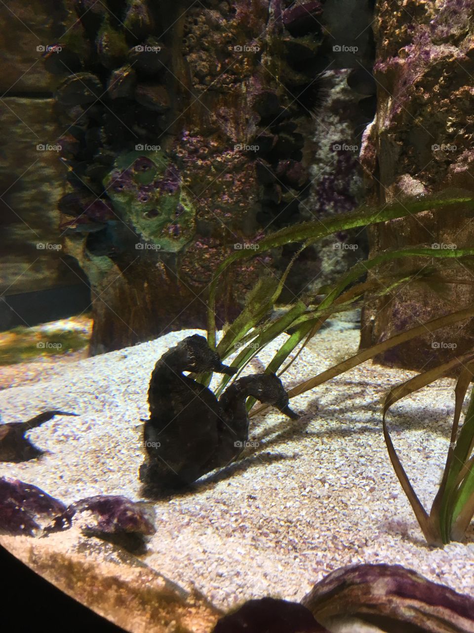 Seahorses at the Boston Aquarium!