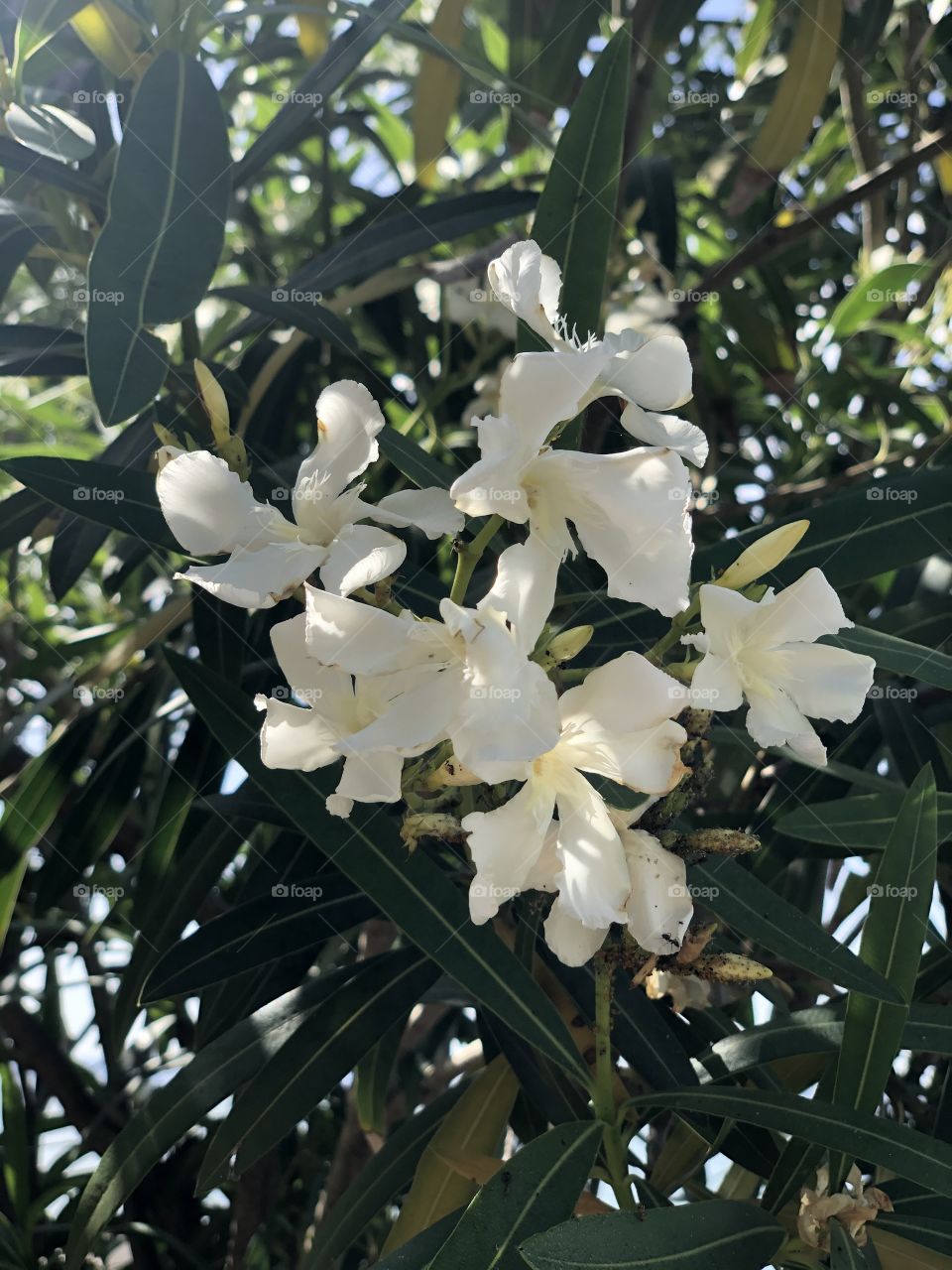 White flowers in Spring