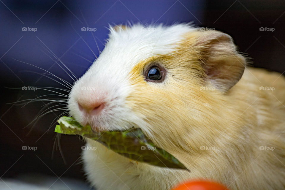 Cavy Eating Snack