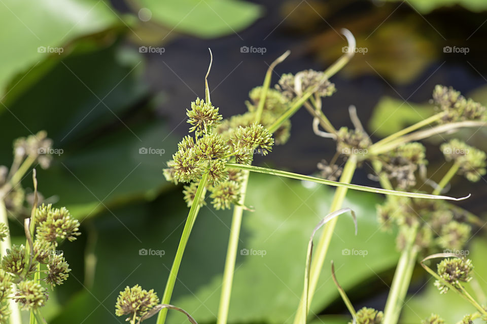 Green flowers of the Cyperaceae  on a lotus pond.