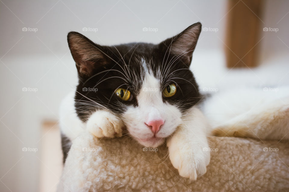 Black and White Cat Sitting on Cat Tree Looking Cute