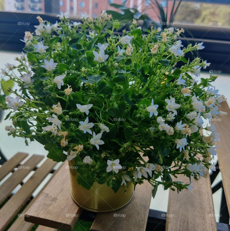 plants love ❤️❤️