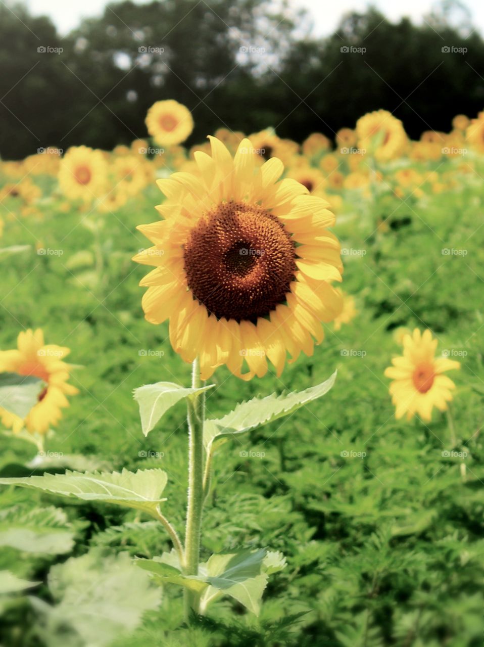 A sunflower in a beautiful sunflower field 