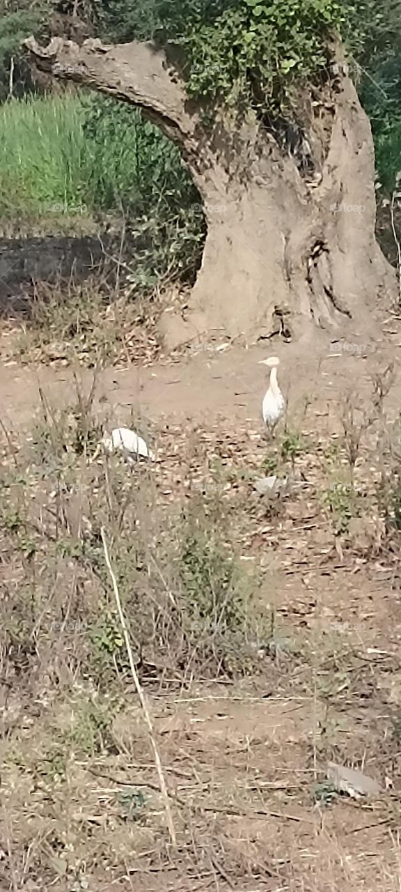 true understanding between the two of them one is searching for a meal the other one is working as a guard